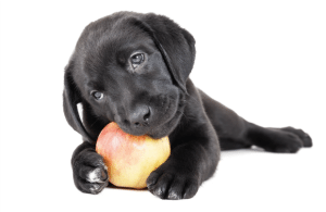 apple dogs tangylife