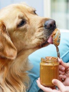 peanut butter dog tangylife