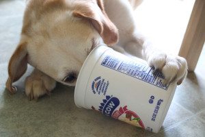 Yogurt dogs tangylife