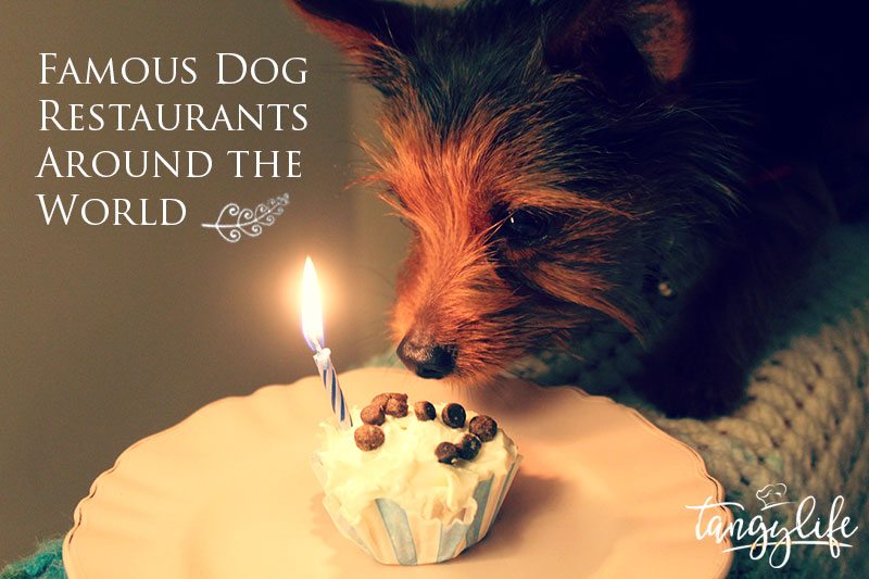 famous-dog-restaurants-tangylife