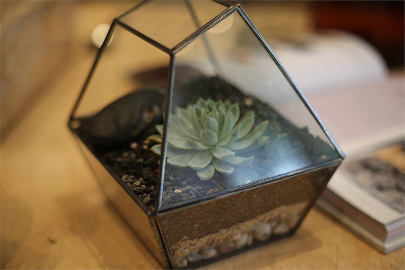 terrarium workshop australia classbento